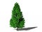 Lawson cypress or Port Orford cedar
