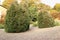 Lawson Cypress tree (Ellwoods Pillar) in the garden