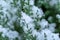 Lawson Cypress tree with snow background. Lawson Cypress Tree in winter. Chamaecyparis lawsoniana desktop wallpaper.