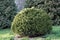 Lawson`s pacipress Chamaecyparis lawsoniana