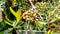 Lawsonia inermis hina green fruits image stock