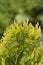 Lawsons Cypress Minima Aurea