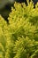 Lawsons Cypress Minima Aurea