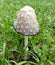 Lawyer\\\'s wig mushroom Coprinus comatus