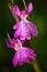 Lax-flowered Orchid, Orchis laxiflora ssp. palustris, flowering European terrestrial wild orchid, nature habitat, detail of