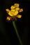 Laxleaf Yelloweyed Grass Flower
