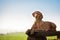 Lay down hungarian vizsla dog on wooden chair in spring