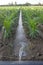 Lay-flat irrigation tube system for leveled-to-grade cornfield, Extremadura, Spain