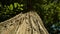 Layer of bark and moss cover high trunk of chestnut tree