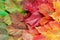 Layer of bright autumn leaves