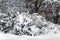 A layer of snow on the branches of bare trees in city park in Riga