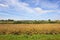 A layered agricultural background with a beautiful summer sky