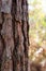 Layered Bark of a Pine Tree in the Forest