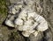 Layered bracket fungi on tree