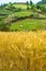 A layered cinematic shot of Himalayan Meadows with barley crop in the foreground, a grazing horse and a traditional mud home in