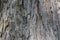 Layered gray tree bark background texture