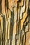 Layered pattern of petrified wood close up