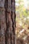 Layered and Textured Bark of a Pine Tree in the Forest