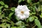 Layered white fully open blooming rose surrounded with light green leaves planted in local home garden