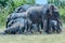 Layers of African Elephants At Mud Bath