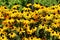 Layers of densely planted Black-eyed Susan or Rudbeckia hirta flowering plants with open bright yellow flowers with dark center