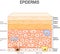 Layers of epidermis. epithelial cells of the skin