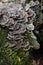 Layers of gray shelf mushrooms on a rotting tree trunk covered in green moss