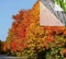 Layers of nature show changing seasons and life cycle of Maple tree