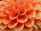 Layers Of Orange Dahlia Petals