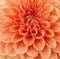 Layers Of Orange Dahlia Petals