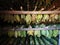 Layers Of Tobacco Leaves Drying In A Barn