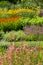 Layers and a vareity of colours in the planting scheme at Bressingham Gardens, Norfolk UK