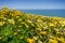 Layia platyglossa wildflowers commonly called coastal tidytips, blooming on the Pacific Ocean coast, Mori Point, Pacifica,