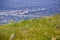 Layia platyglossa wildflowers commonly called coastal tidytips growing on a hill; blurred town in the background, California