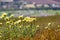 Layia platyglossa wildflowers commonly called coastal tidytips growing on a hill; blurred town in the background, California