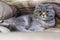 Laying adult Scottish Fold male cat portrait