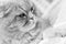 Laying adult Scottish Fold male cat portrait