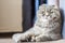 Laying adult Scottish Fold male cat portrait