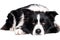 Laying border collie