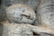 Laying Buddha in Polonnaruwa temple, Sri Lanka