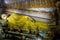 The Laying Buddha stutue in the Image House at Wewurukannala Vihara at Dickwella in Sri Lanka.