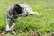 Laying dalmatian on a grass field