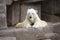 Laying down and Resting Polar Bear