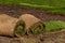 Laying of grass in rolls