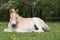 Laying haflinger pony foal