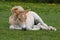 Laying haflinger pony foal