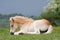 Laying haflinger pony foal