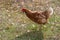 Laying hen walking lonely in poultry-yard