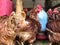 Laying hens, chickens raised for selling eggs