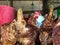 Laying hens, chickens raised for selling eggs